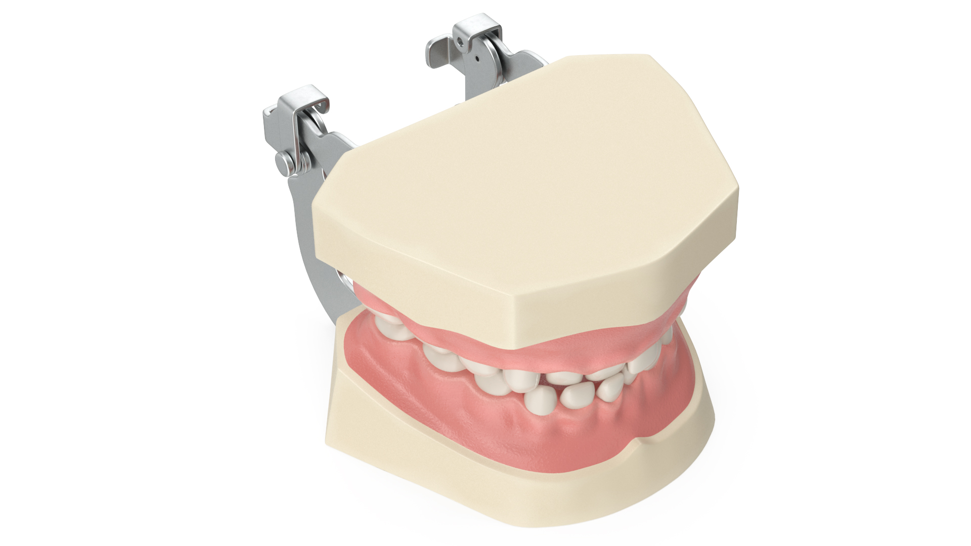 Dental Anatomy Model Simulation with Removable Crossbite Teeth 3D