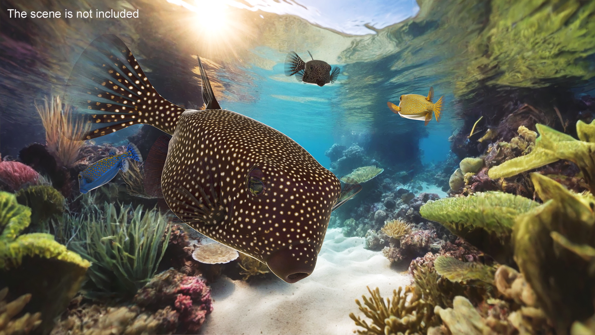 3D Brown Spotted Boxfish