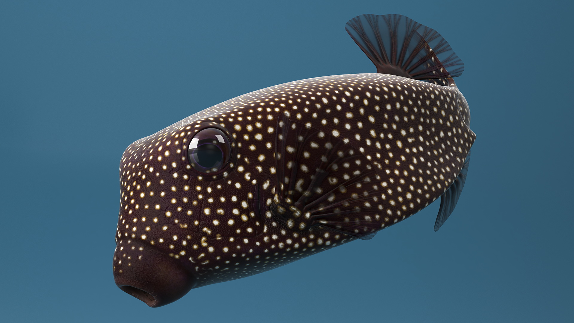 3D Brown Spotted Boxfish