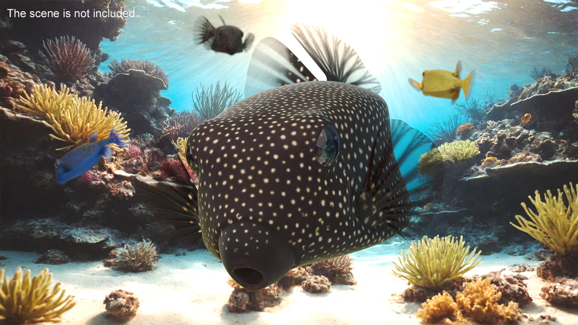 3D Brown Spotted Boxfish