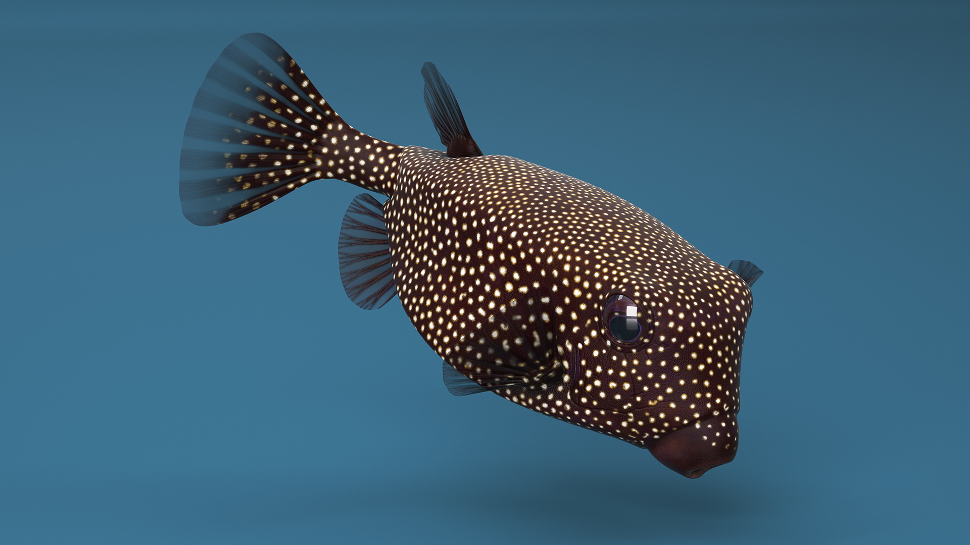 3D Brown Spotted Boxfish