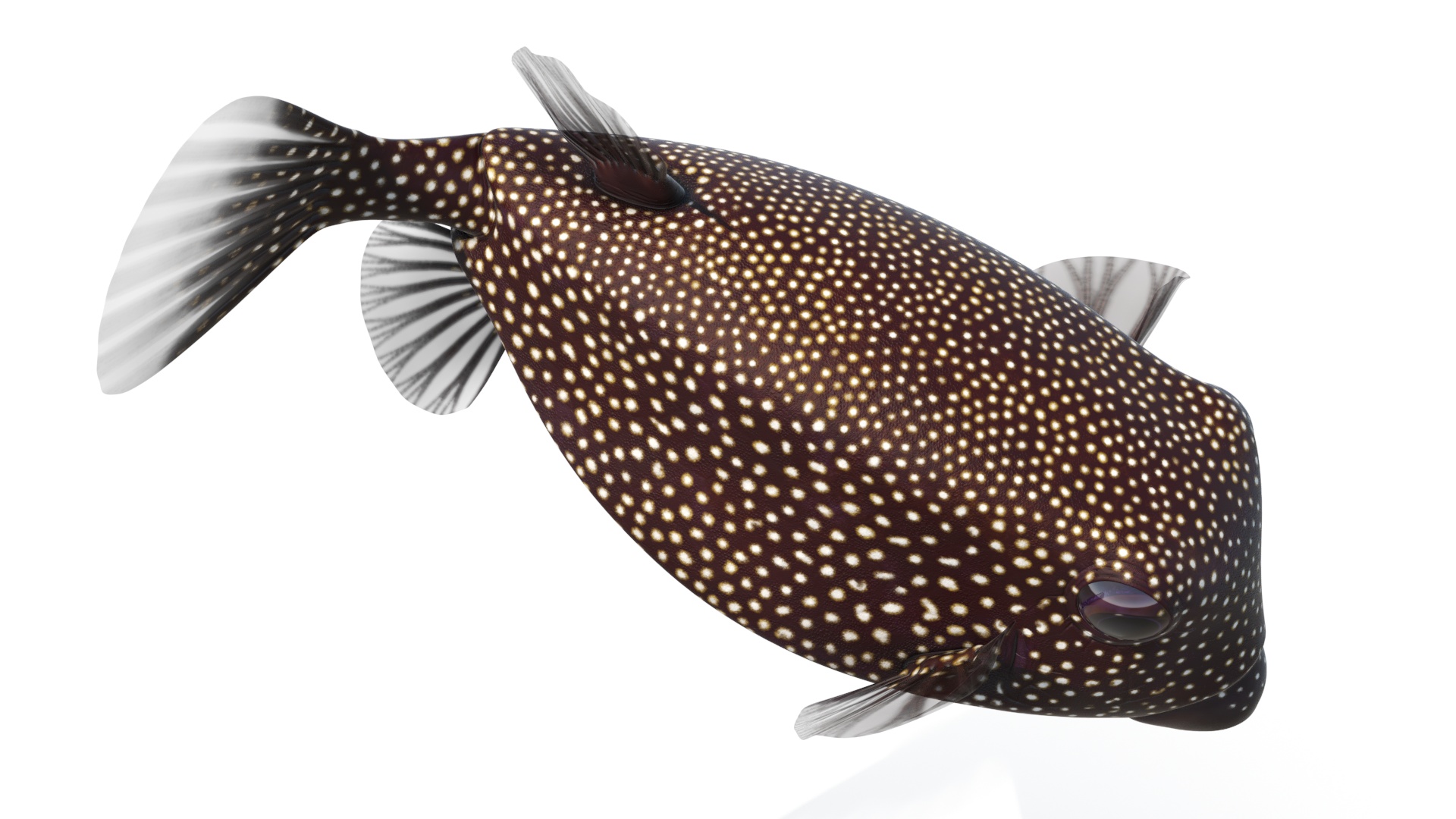 3D Brown Spotted Boxfish