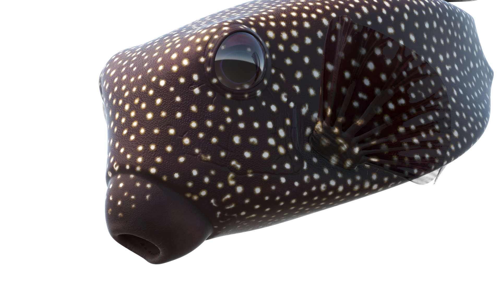 3D Brown Spotted Boxfish