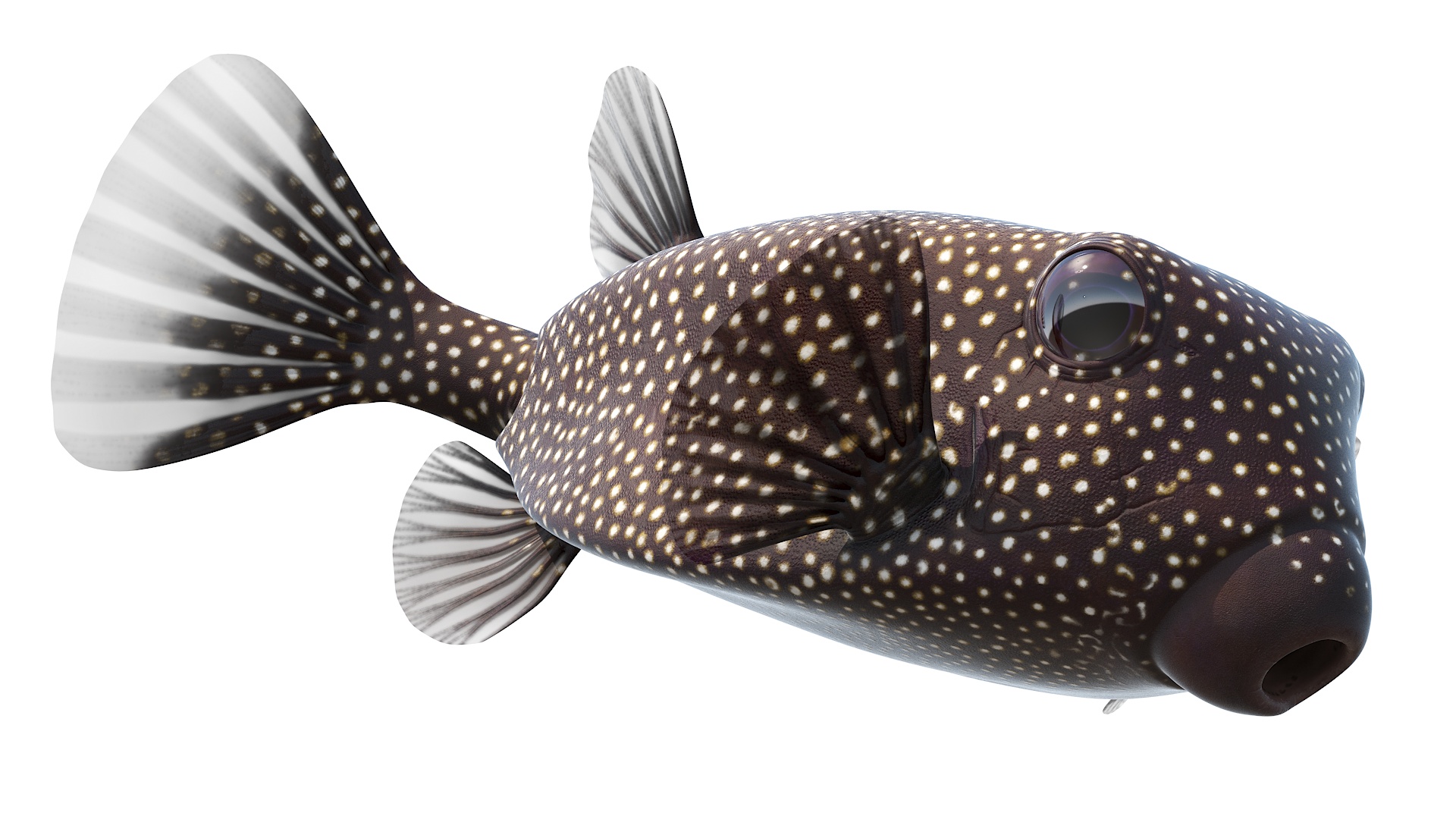 3D Brown Spotted Boxfish