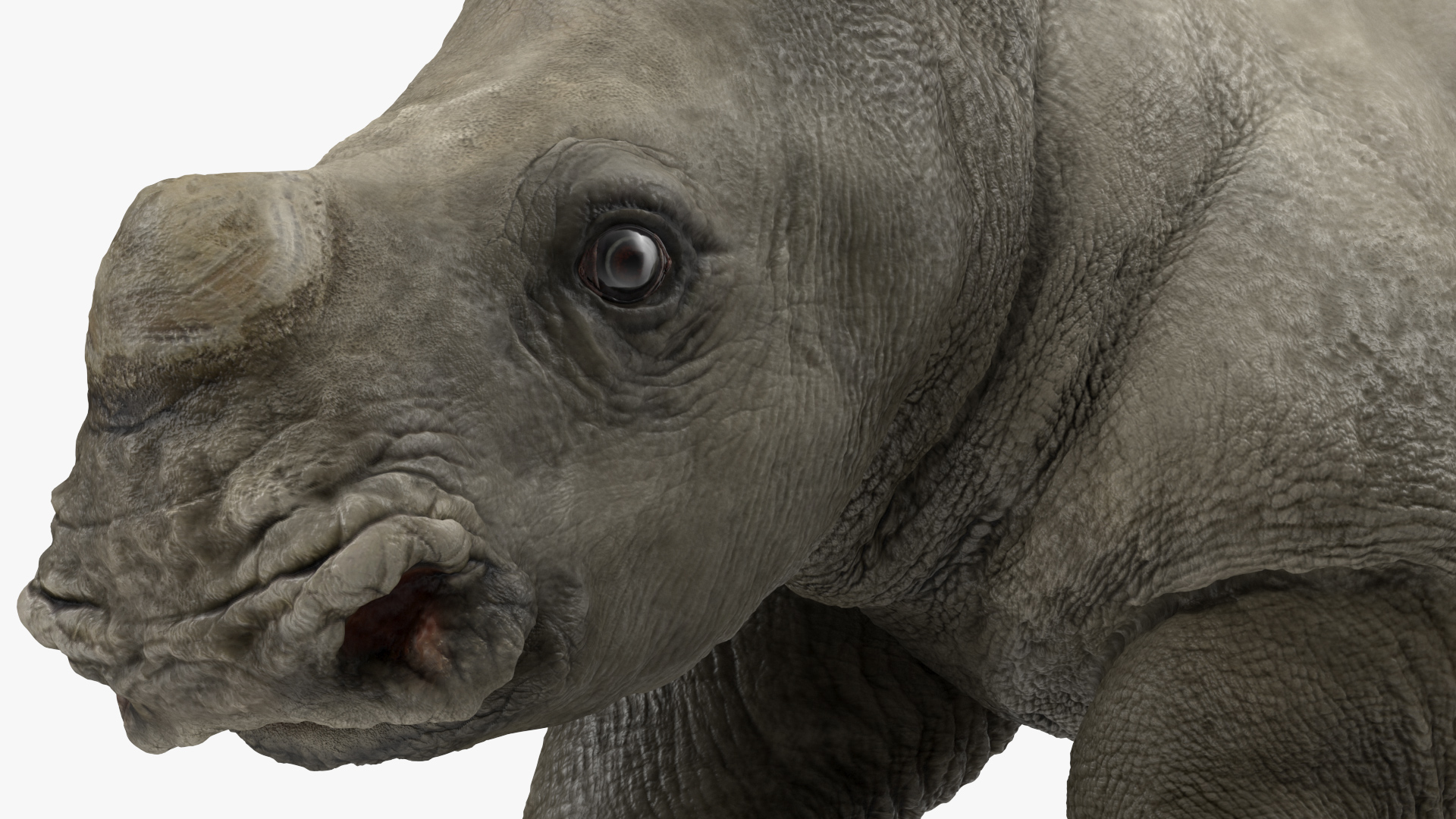 3D Baby Rhino Running Pose model