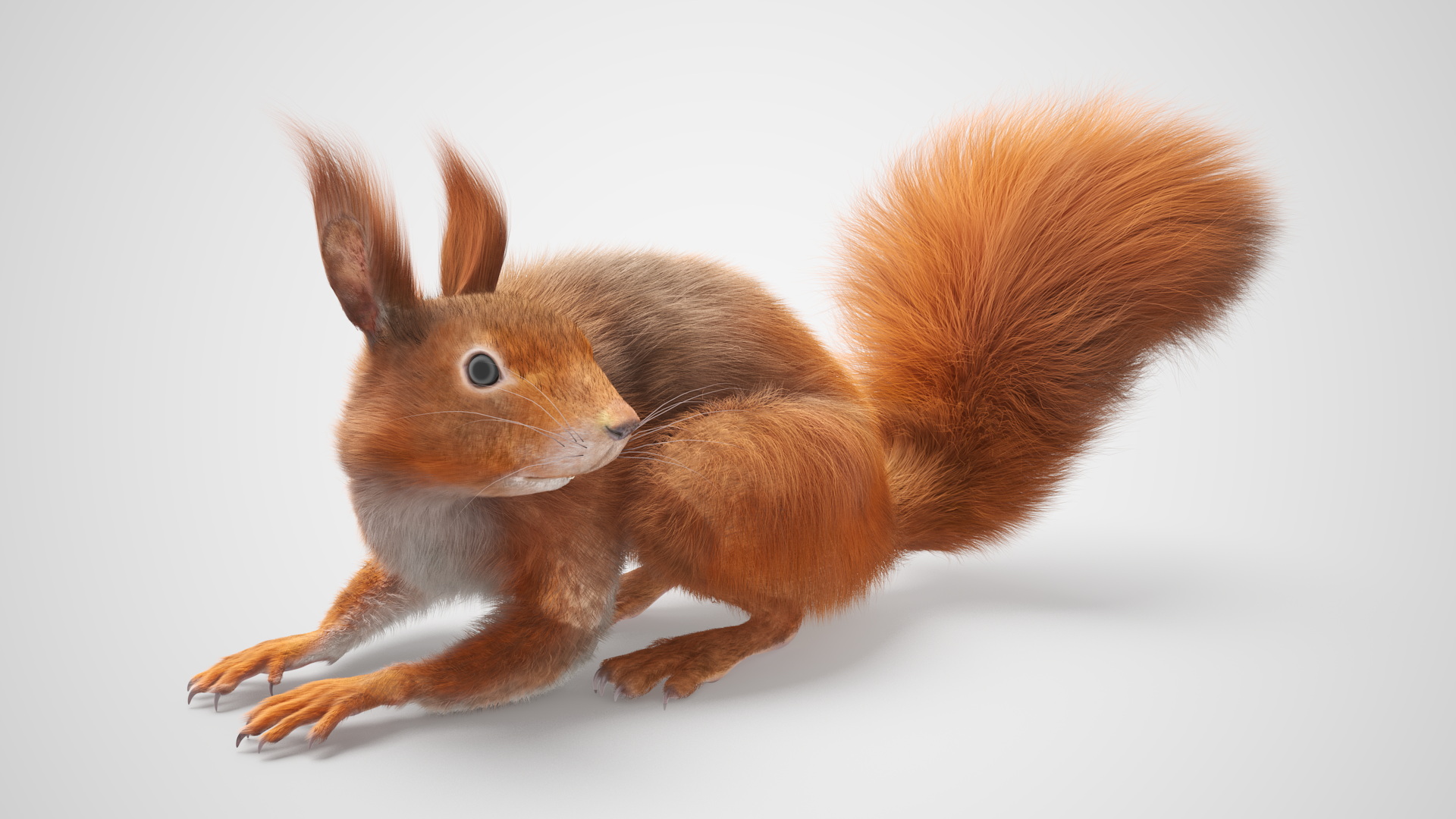 3D Red Squirrel Fur Rigged model