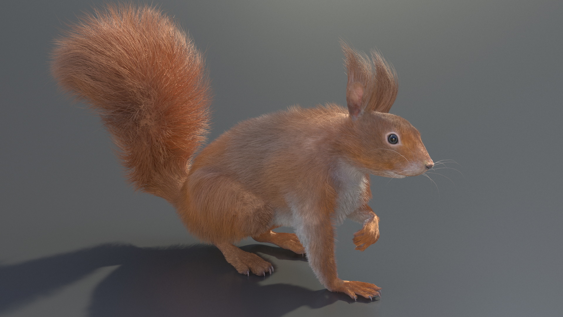 3D Red Squirrel Fur Rigged model