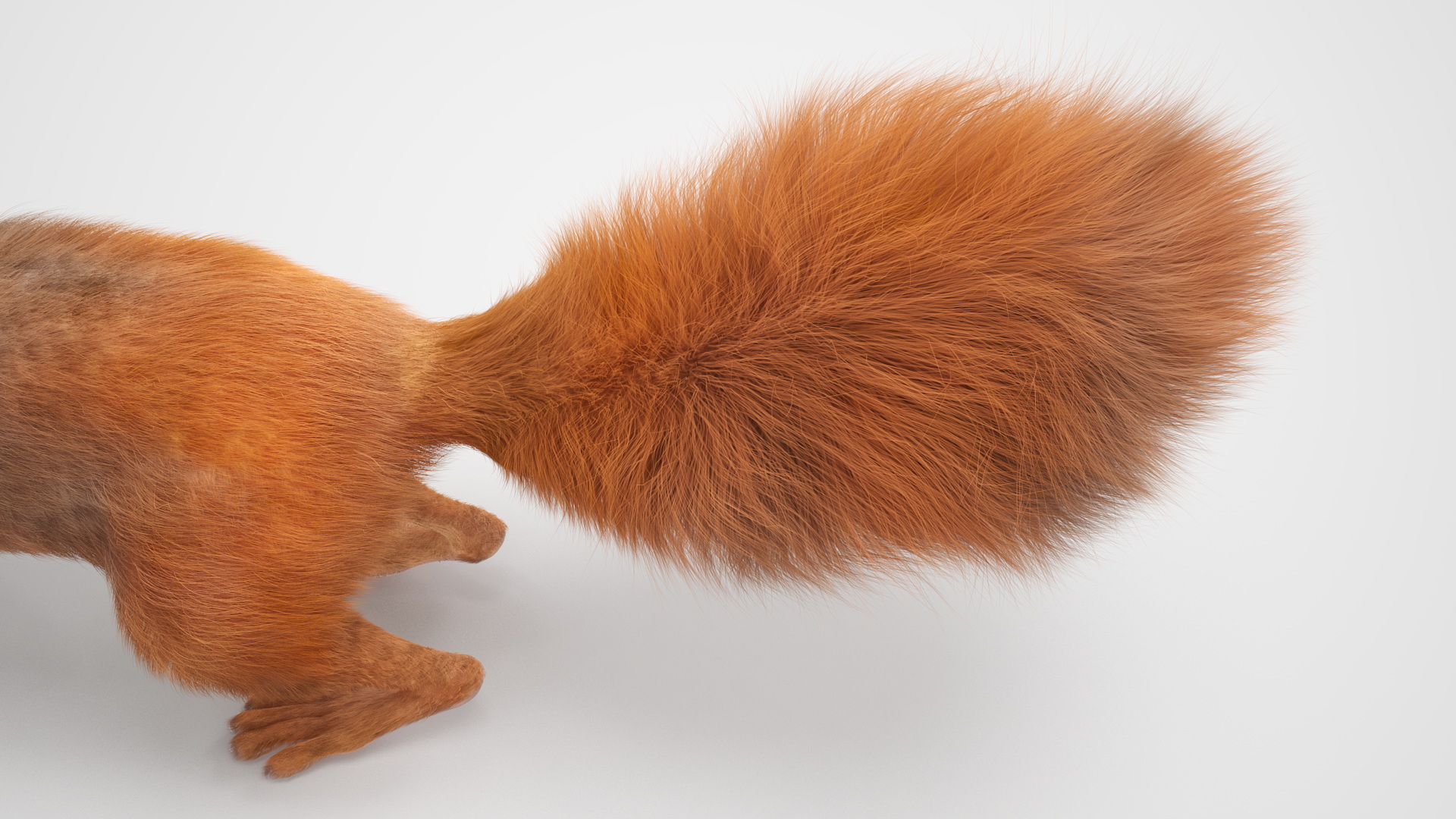 3D Red Squirrel Fur Rigged model