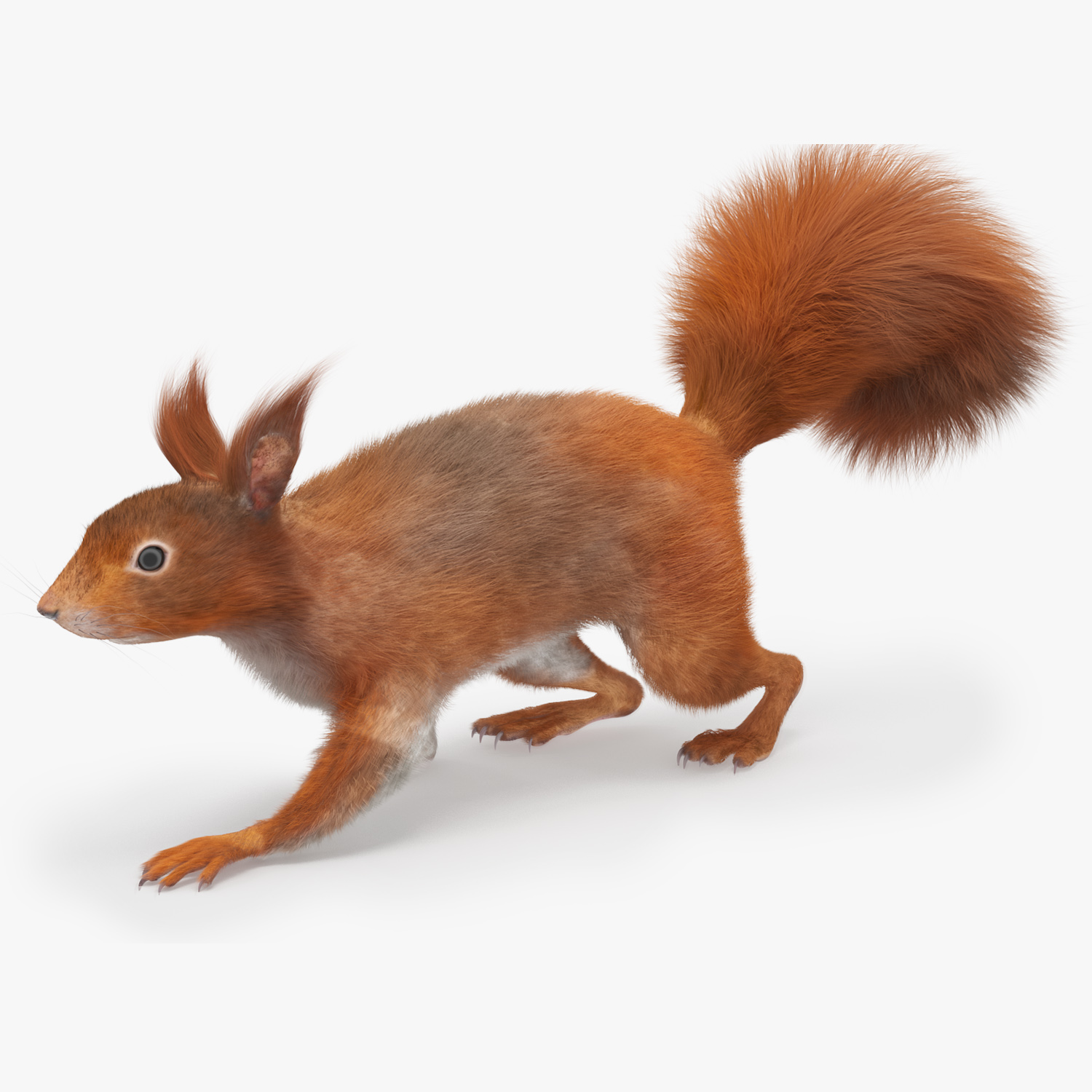 3D Red Squirrel Fur Rigged model