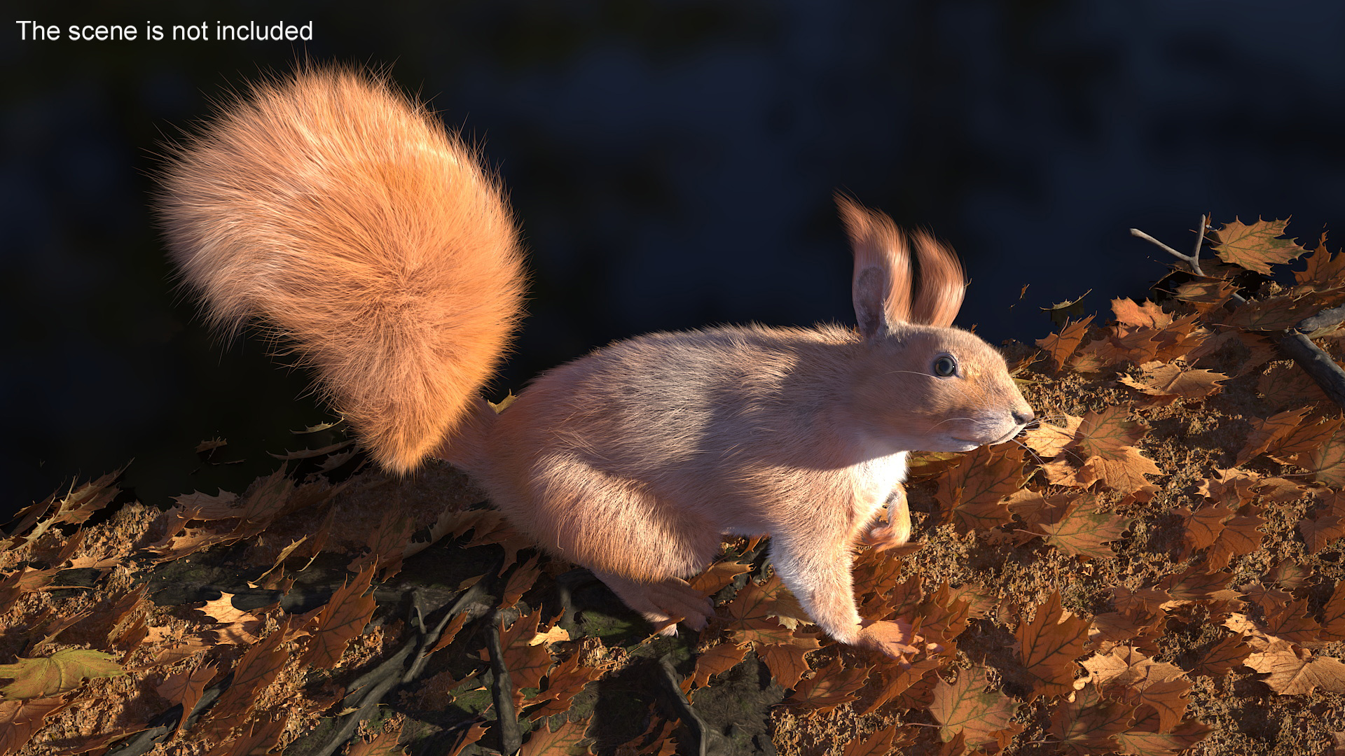 3D Red Squirrel Fur Rigged model