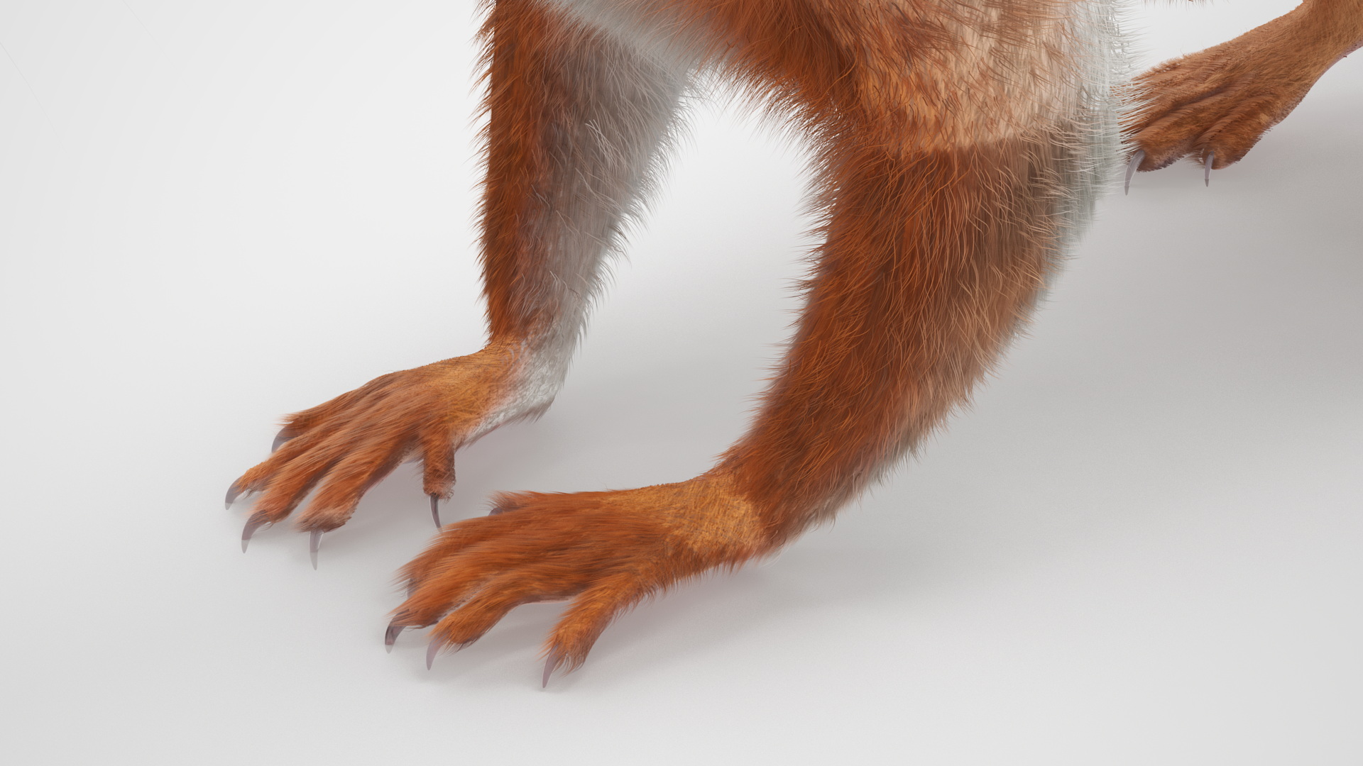 3D Red Squirrel Fur Rigged model