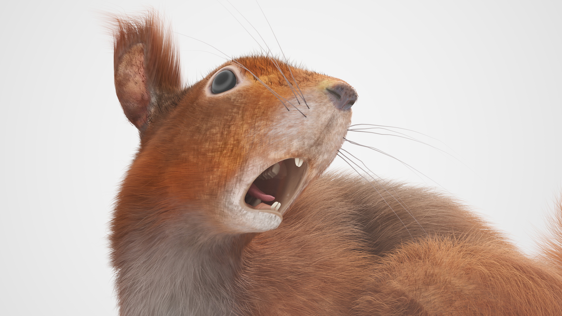 3D Red Squirrel Fur Rigged model