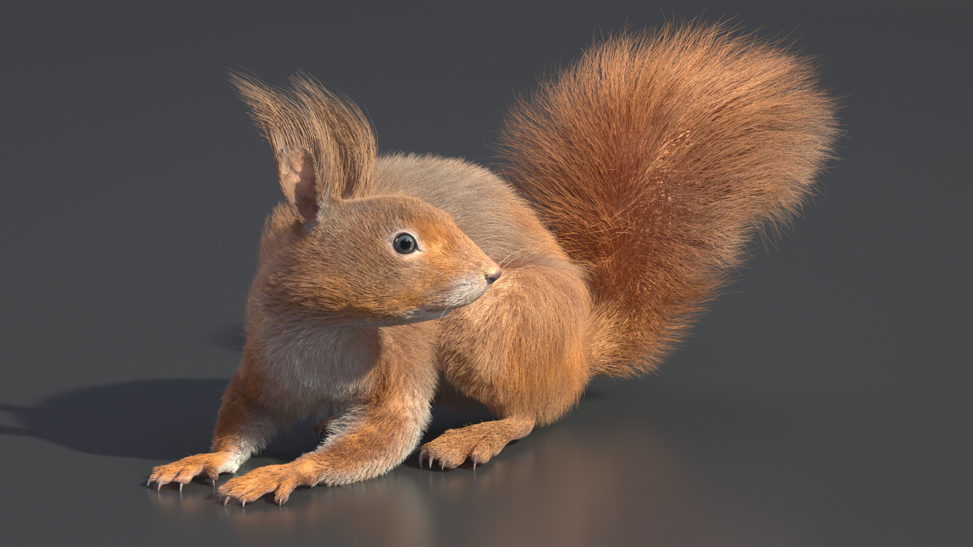 3D Red Squirrel Fur Rigged model