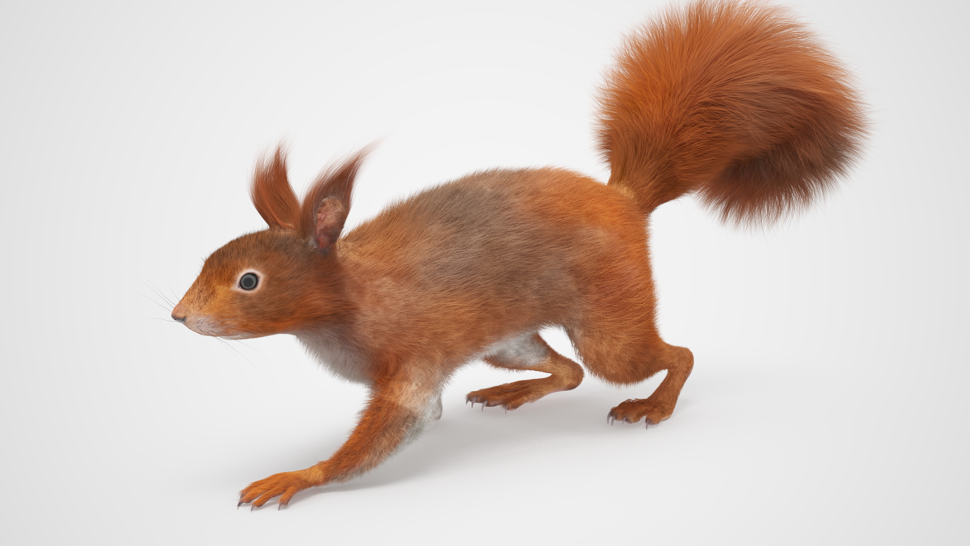 3D Red Squirrel Fur Rigged model