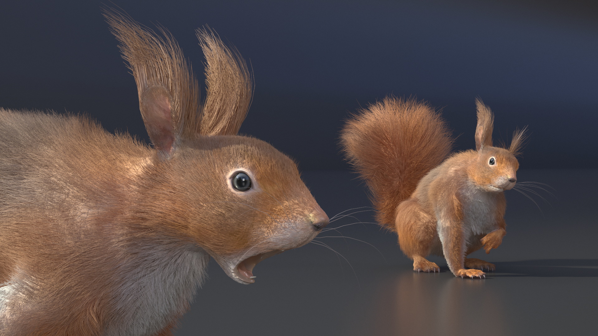 3D Red Squirrel Fur Rigged model