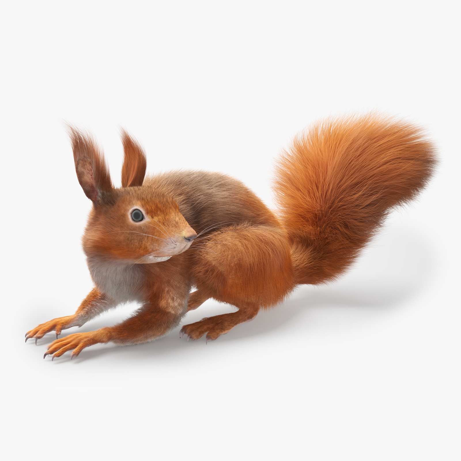 3D Red Squirrel Fur Rigged model