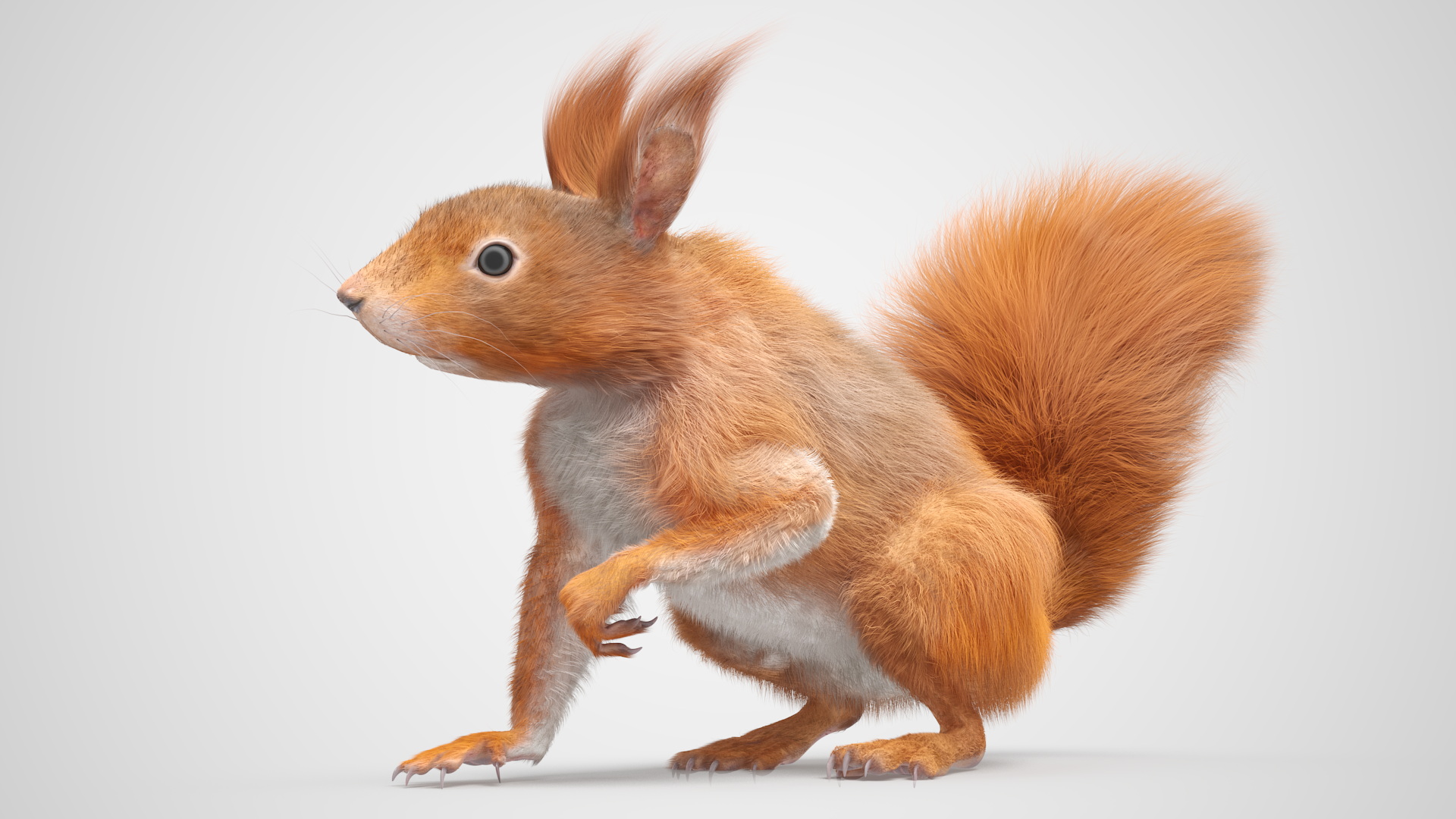 3D Red Squirrel Fur Rigged model