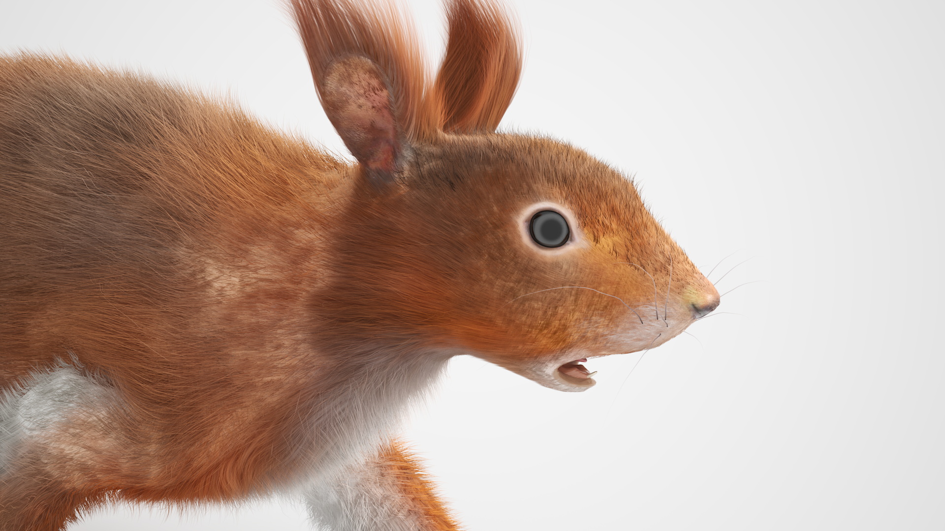 3D Red Squirrel Fur Rigged model