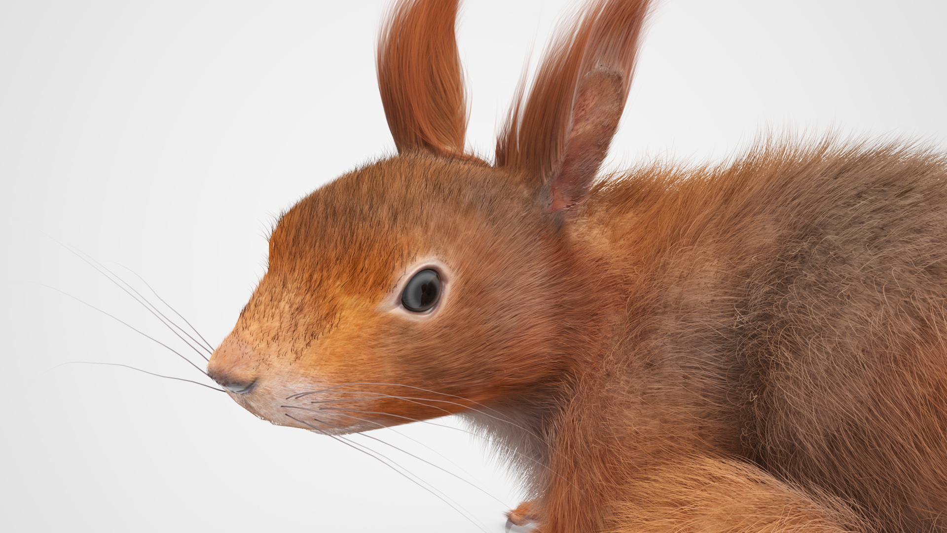 3D Red Squirrel Fur Rigged model