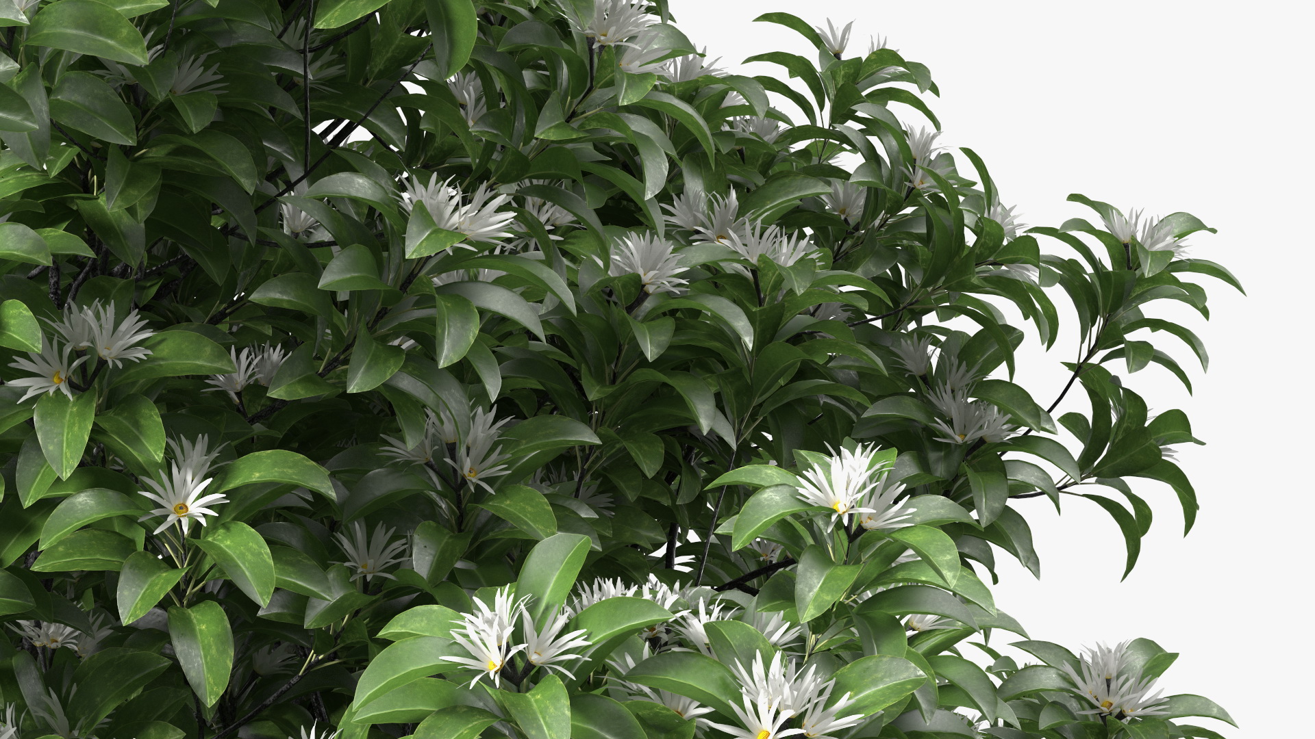 3D model Flowering Anise Tree
