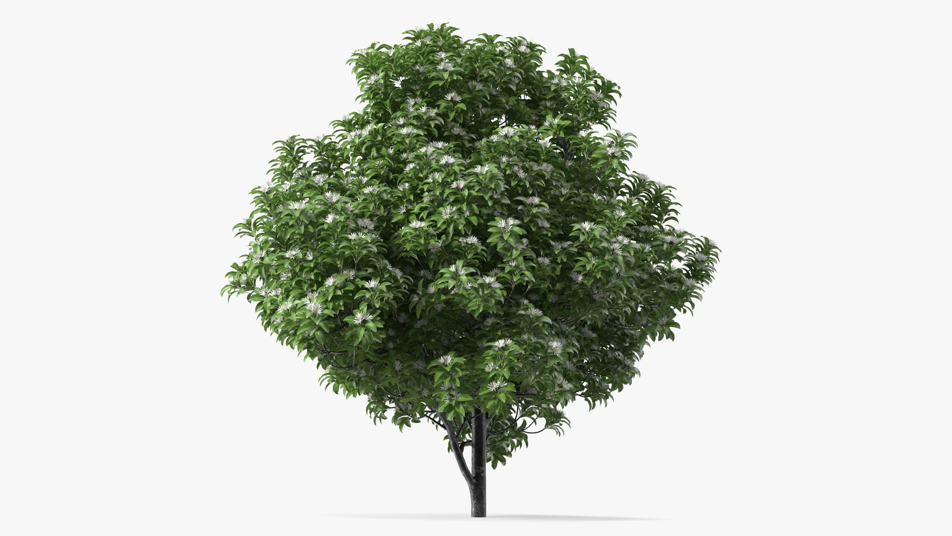 3D model Flowering Anise Tree