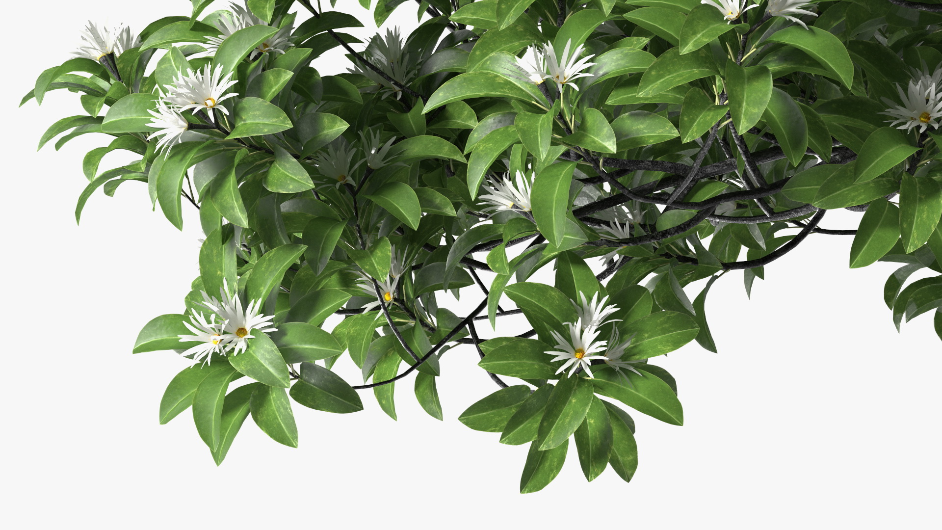 3D model Flowering Anise Tree