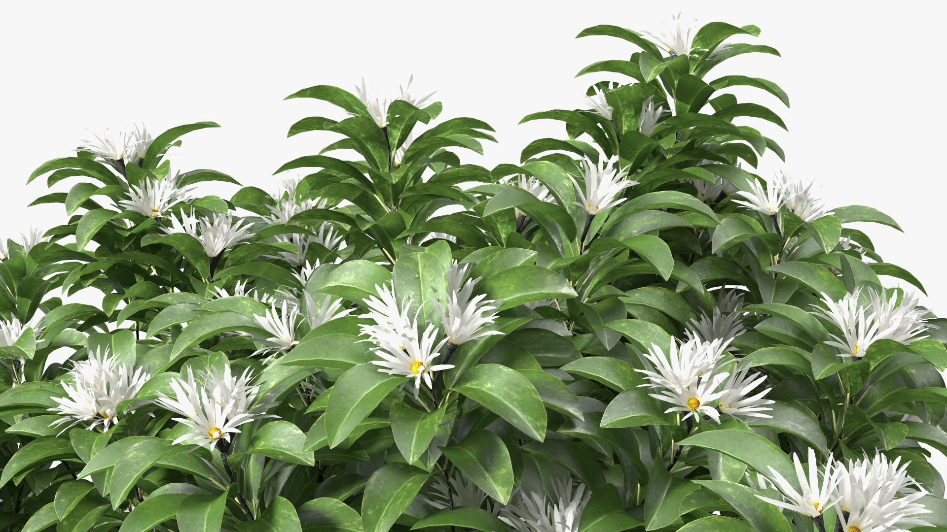 3D model Flowering Anise Tree