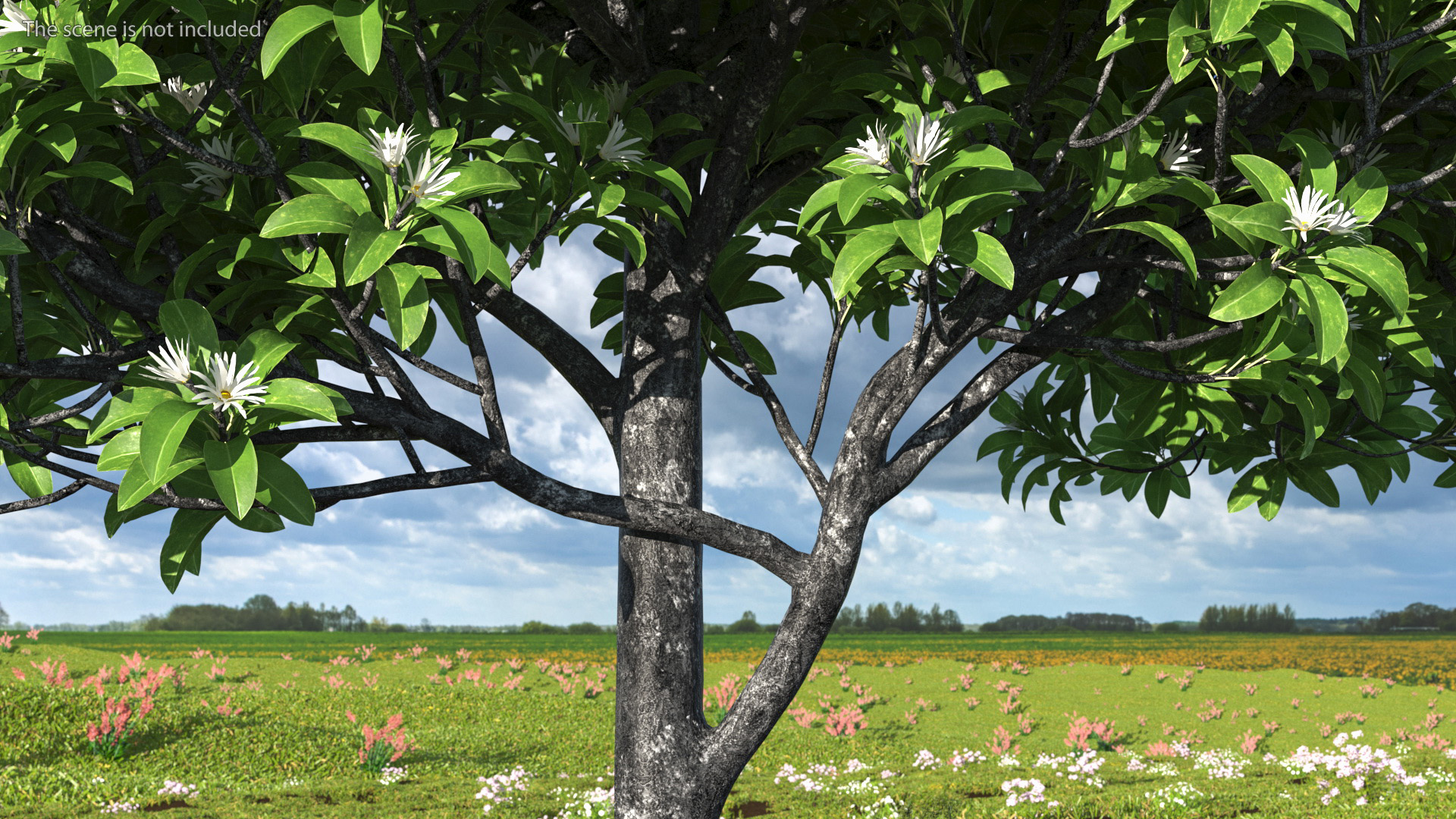 3D model Flowering Anise Tree