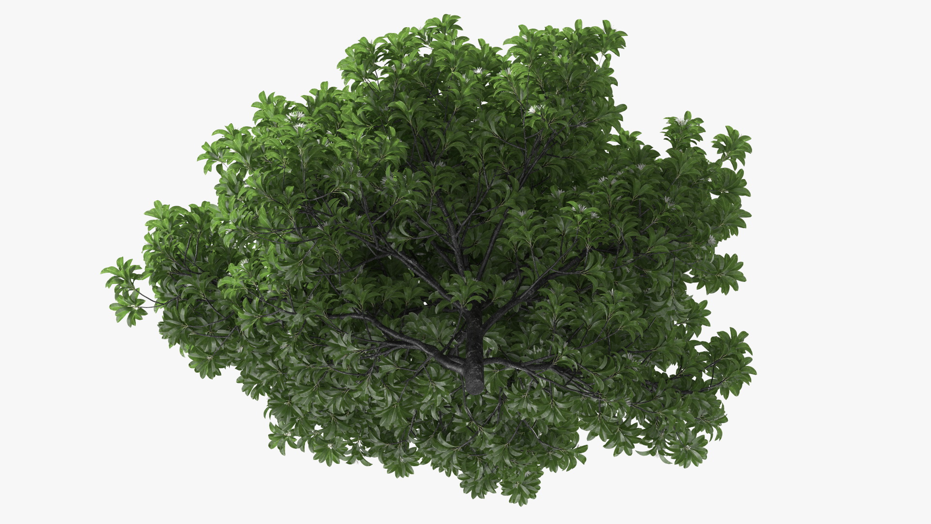 3D model Flowering Anise Tree