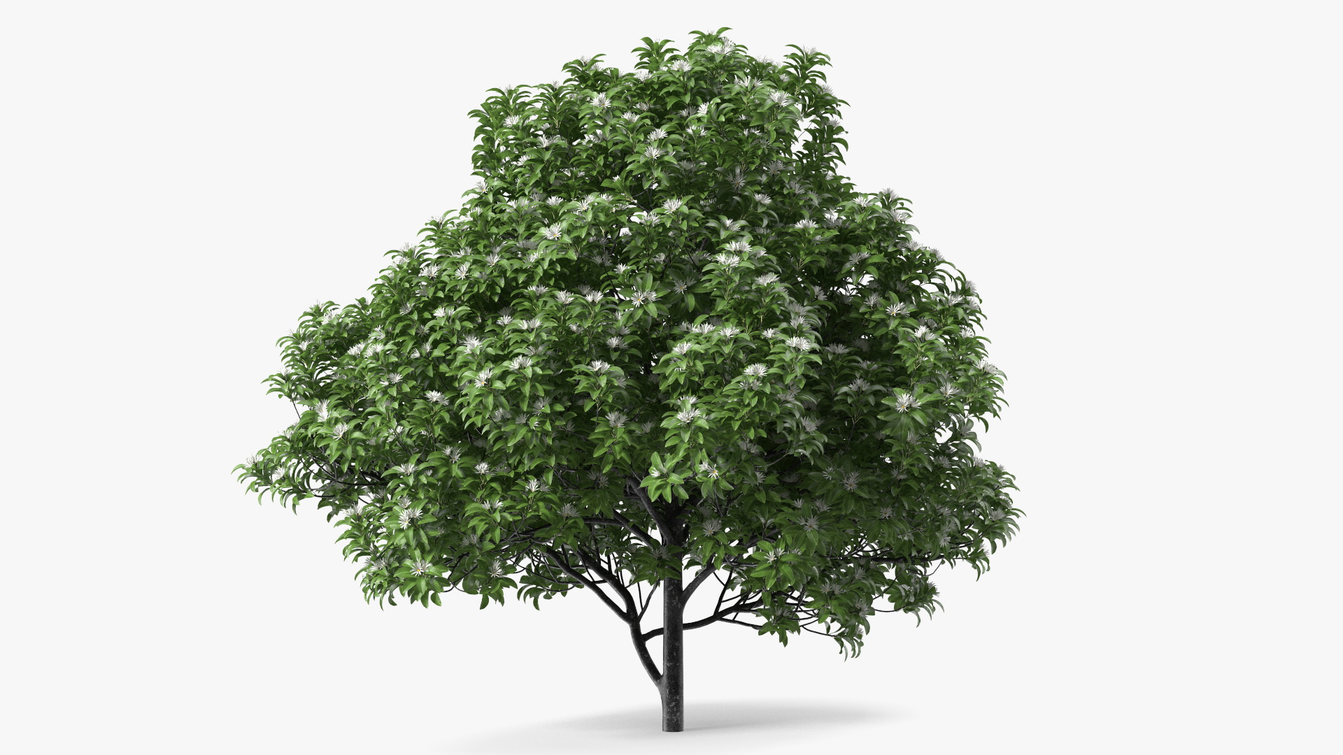 3D model Flowering Anise Tree