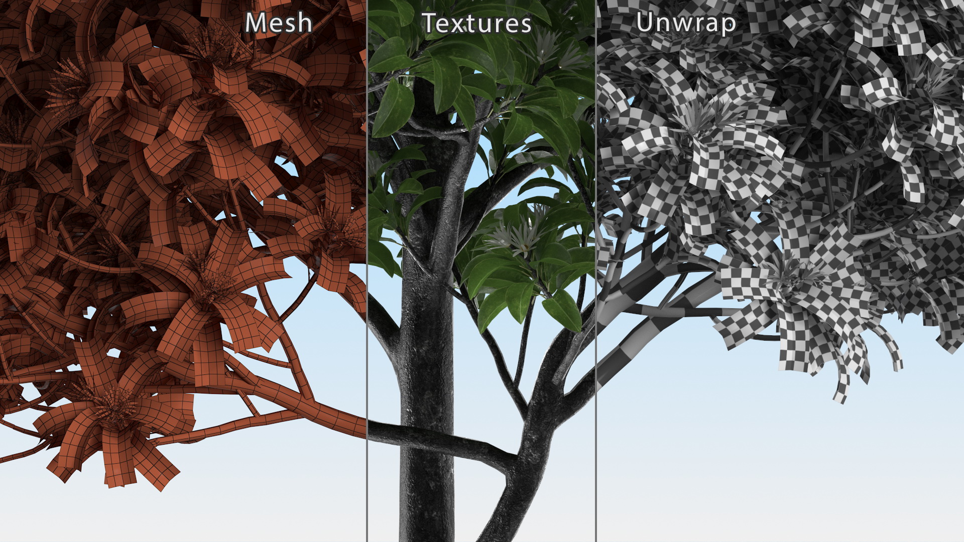 3D model Flowering Anise Tree