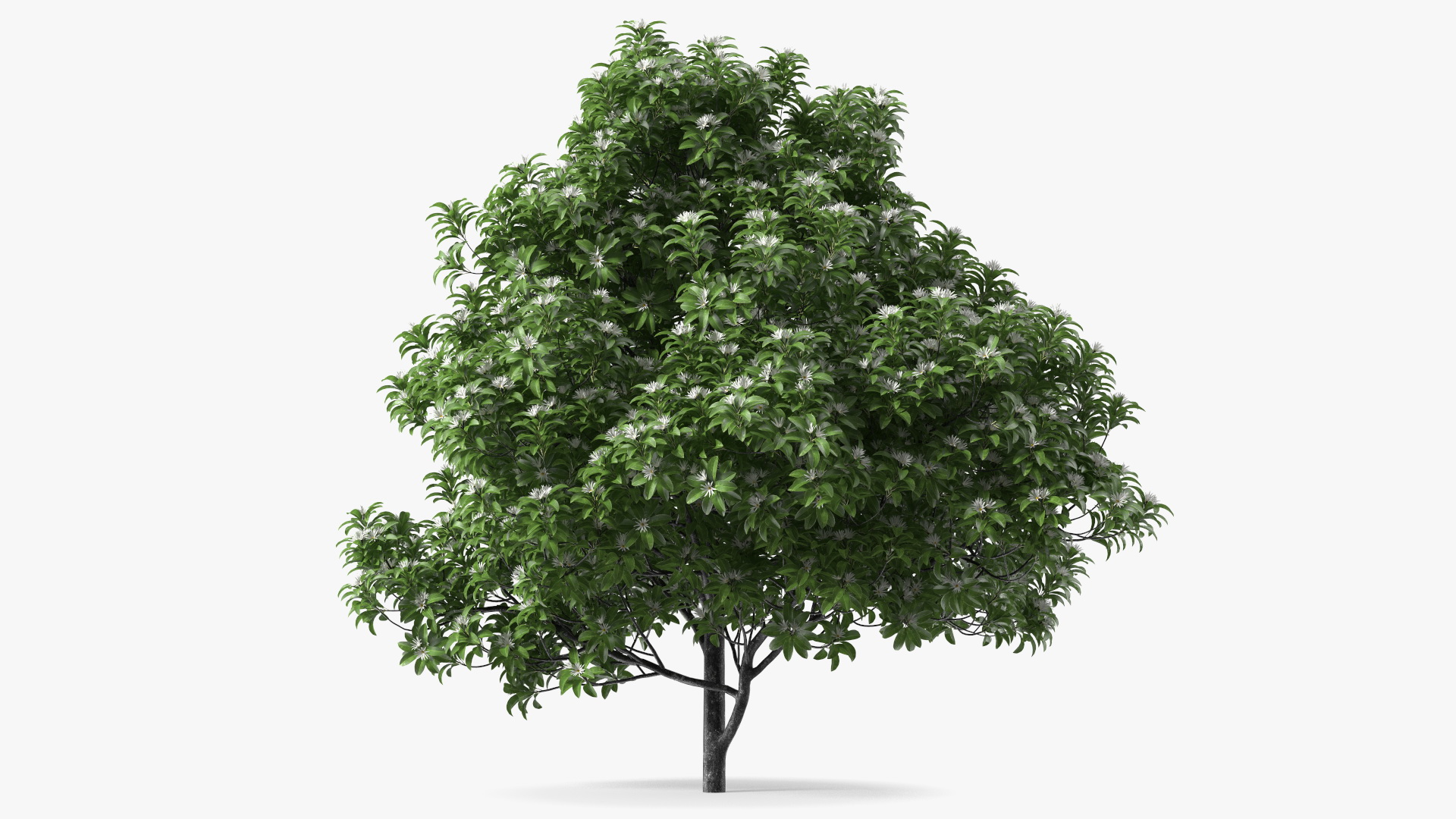 3D model Flowering Anise Tree