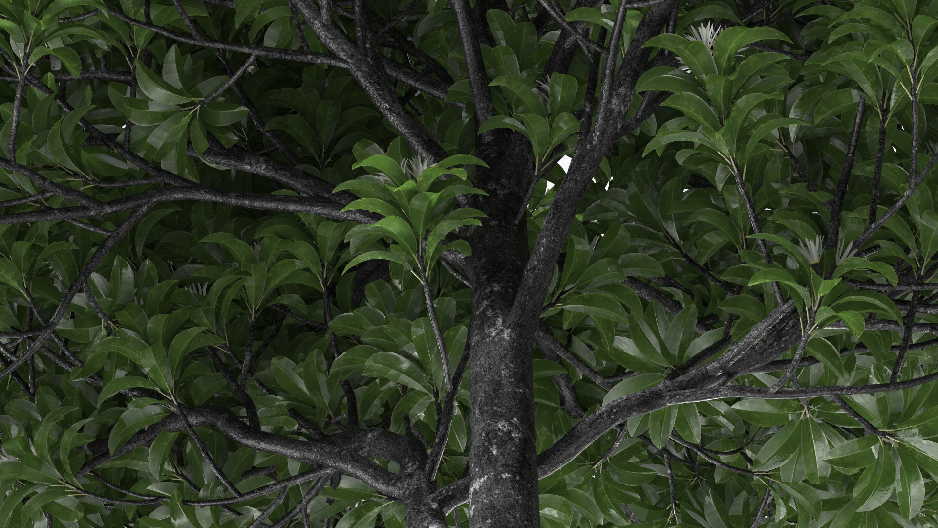3D model Flowering Anise Tree
