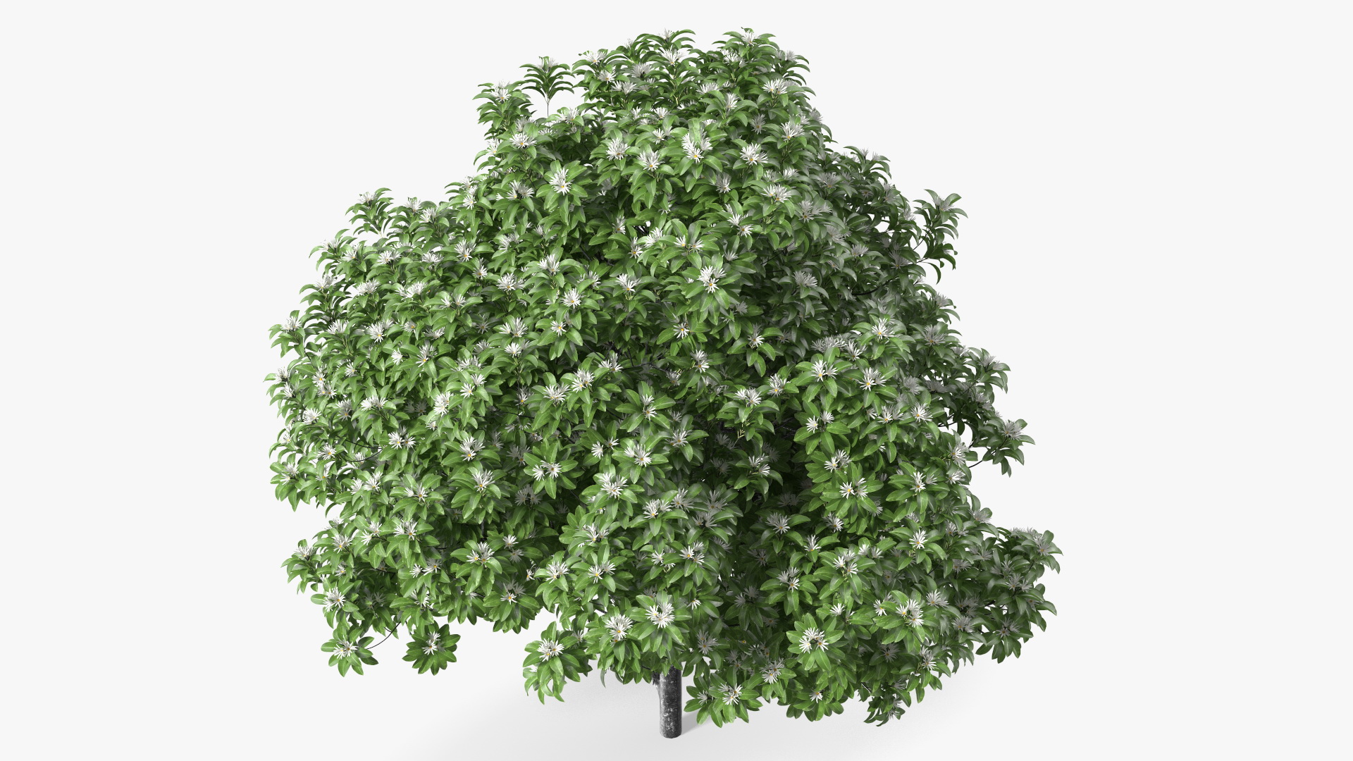 3D model Flowering Anise Tree