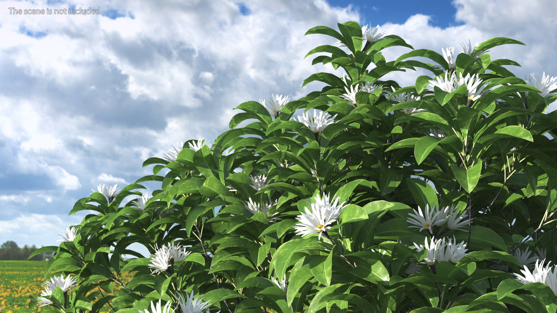3D model Flowering Anise Tree