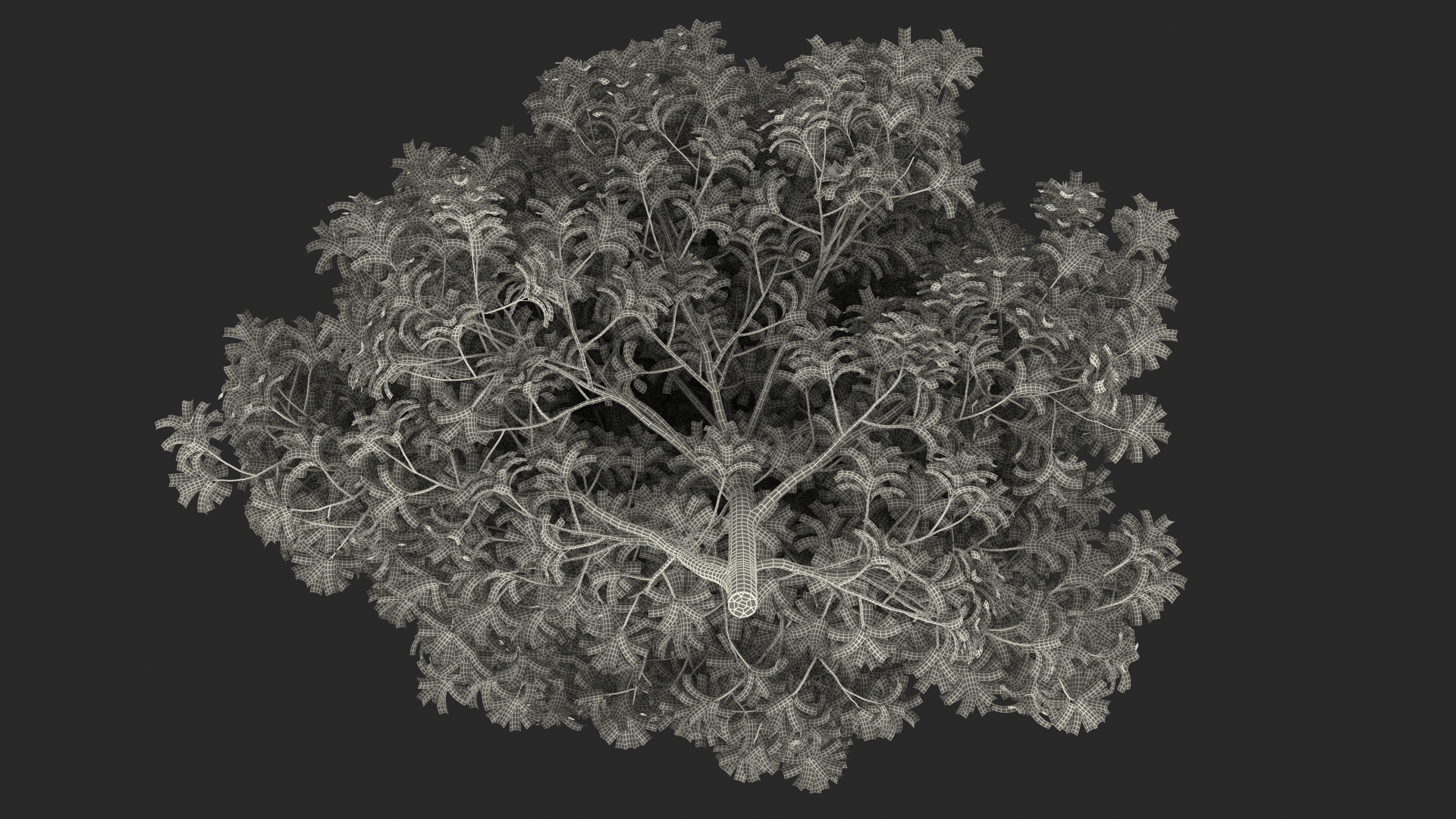 3D model Flowering Anise Tree