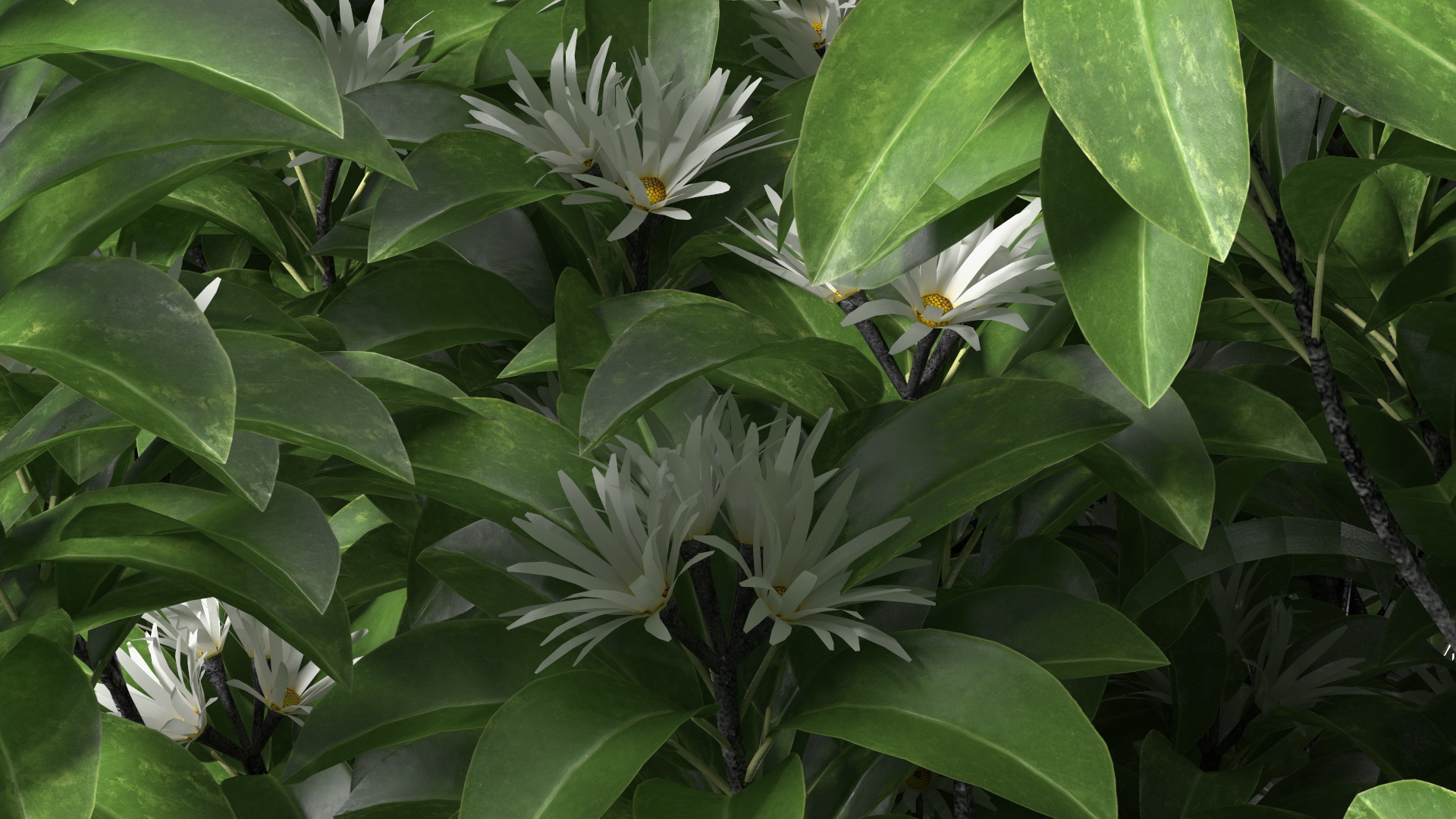 3D model Flowering Anise Tree