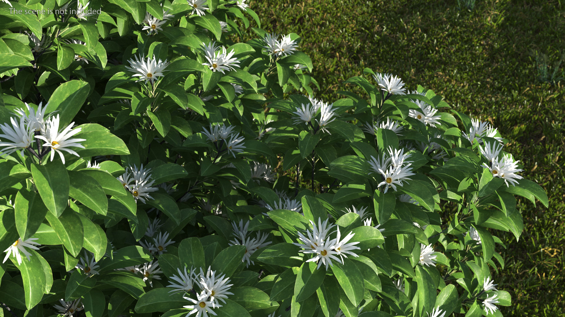 3D model Flowering Anise Tree