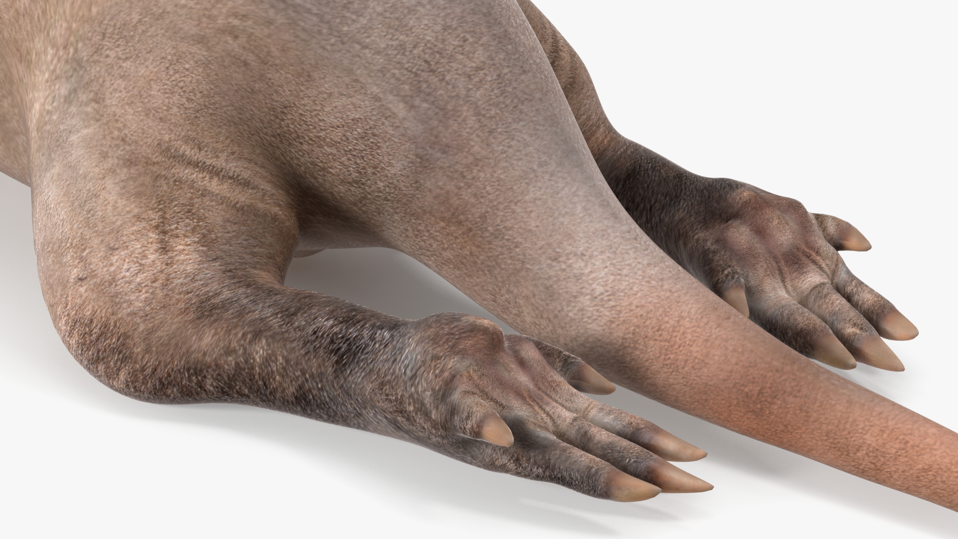 African Animal Aardvark Lying Pose 3D model