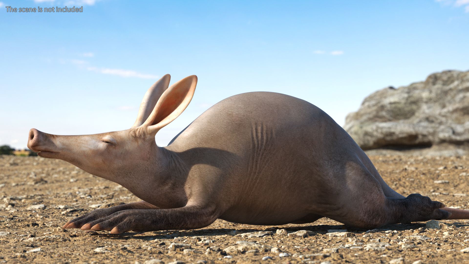 African Animal Aardvark Lying Pose 3D model