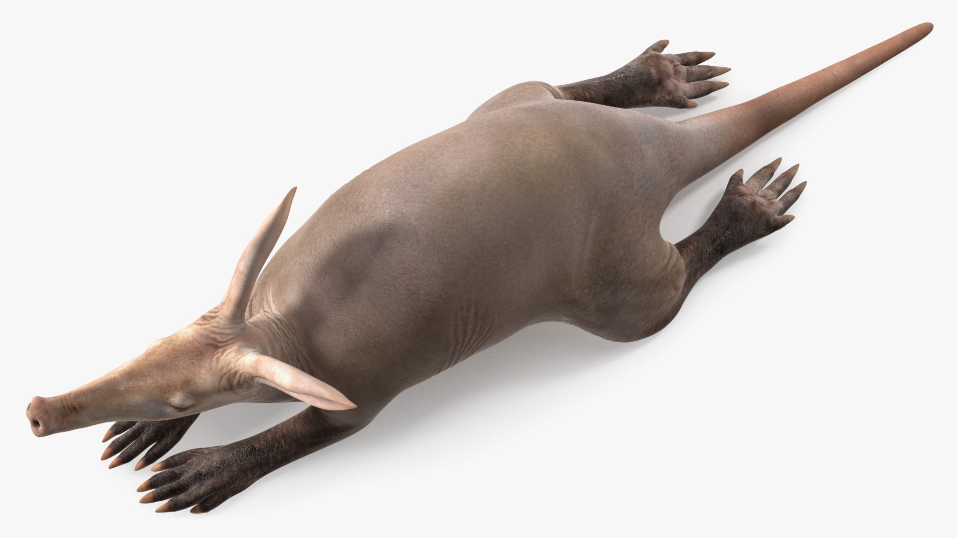 African Animal Aardvark Lying Pose 3D model