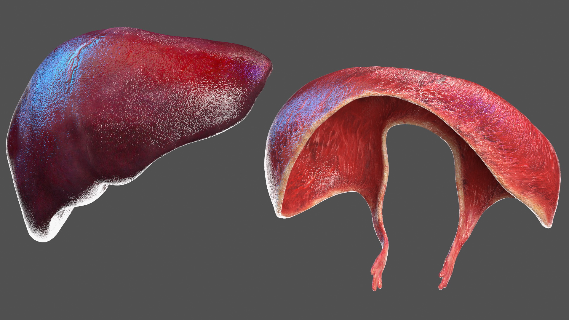 3D Girl Internal Organs Anatomy model
