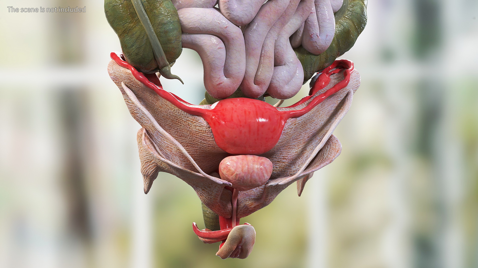 3D Girl Internal Organs Anatomy model