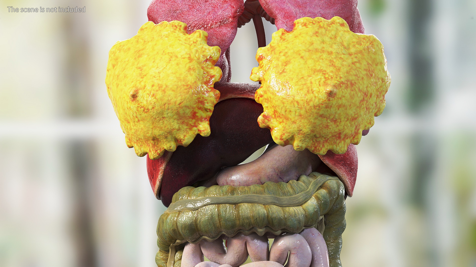 3D Girl Internal Organs Anatomy model
