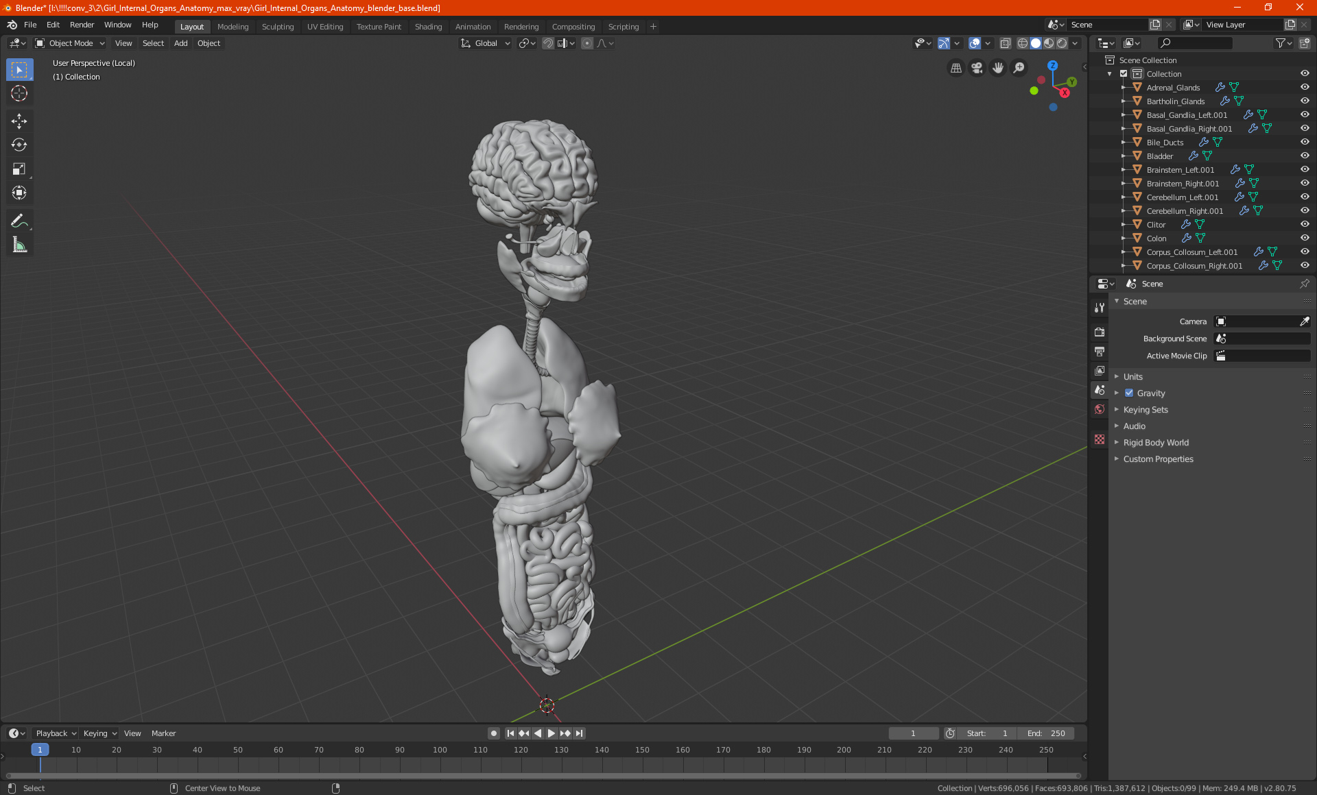 3D Girl Internal Organs Anatomy model