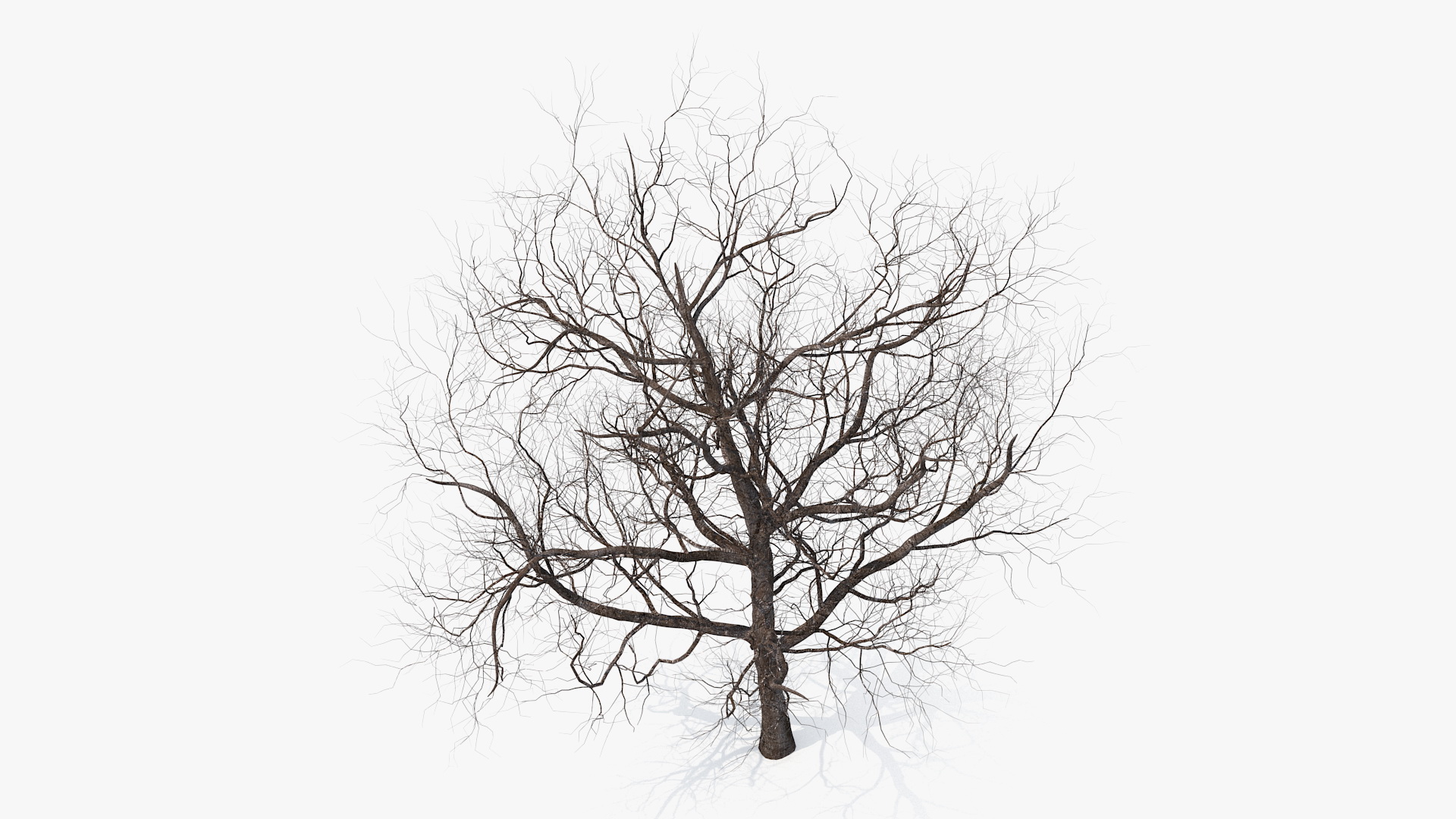 3D Winter Cherry Tree model