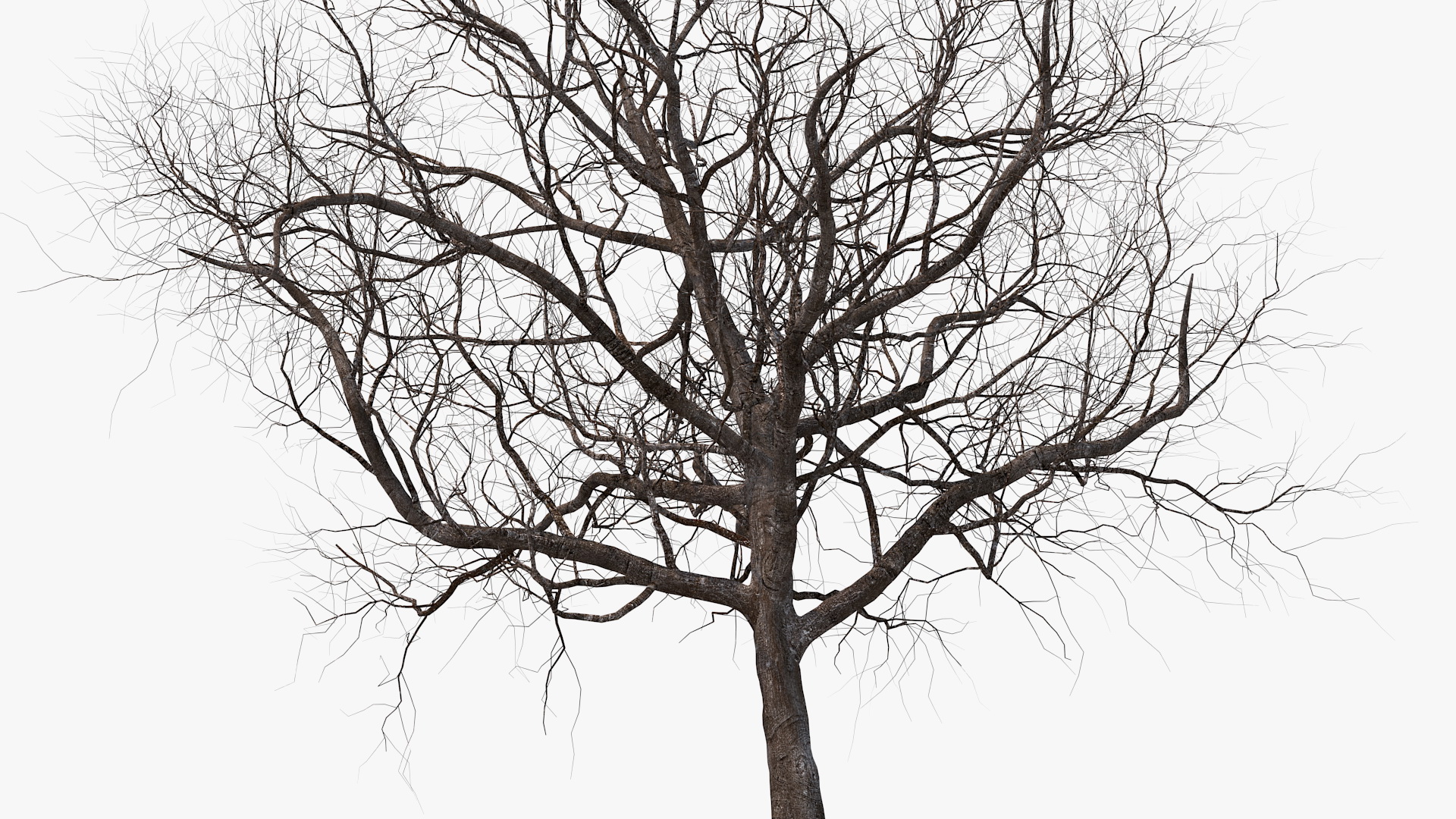 3D Winter Cherry Tree model