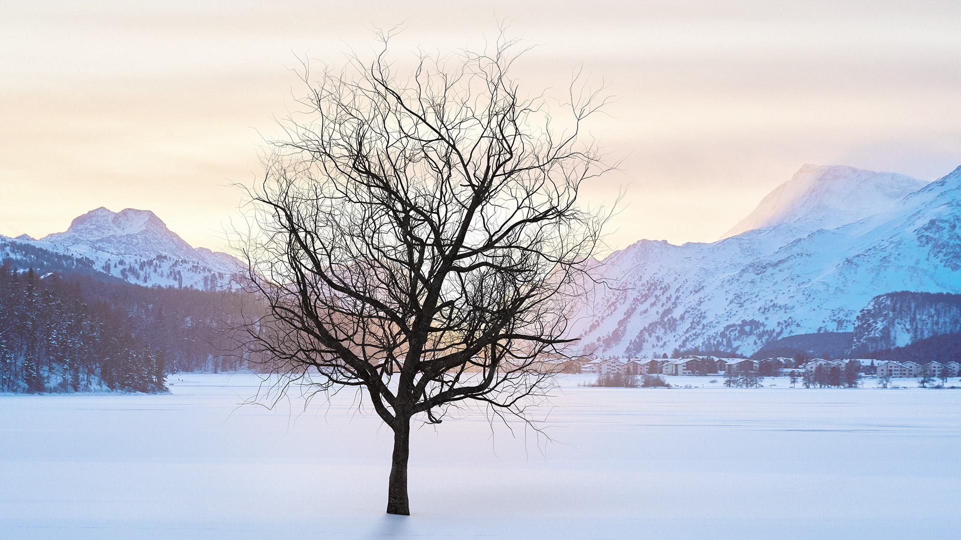 3D Winter Cherry Tree model