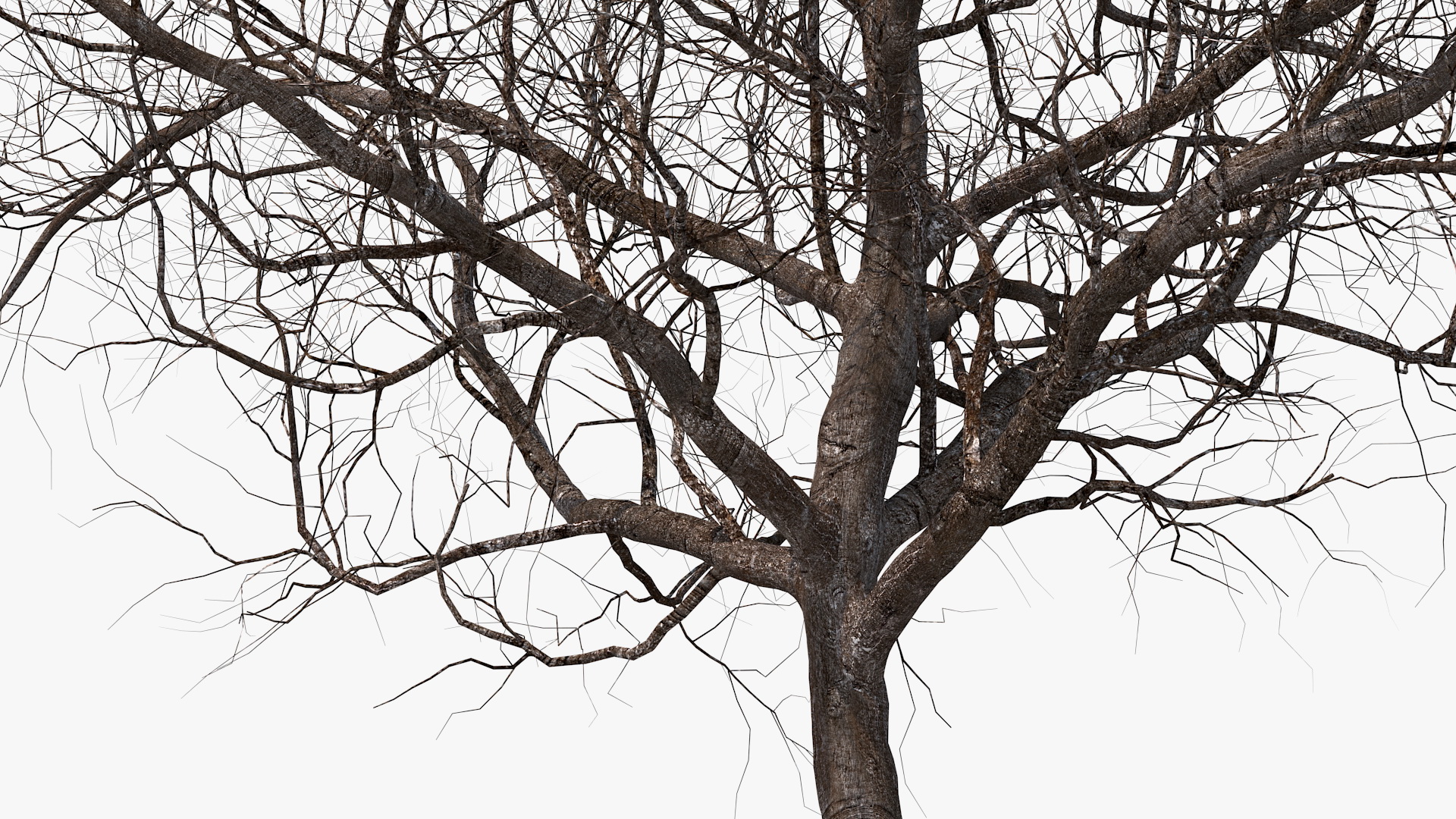 3D Winter Cherry Tree model