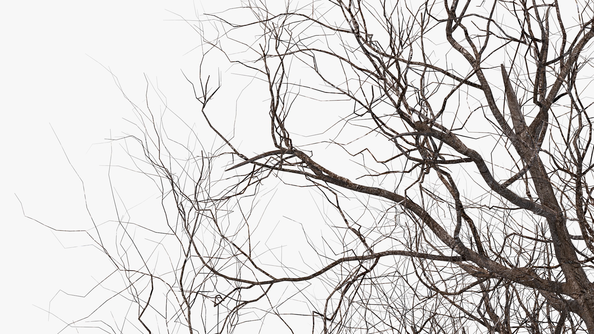 3D Winter Cherry Tree model